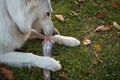 Raw meat for dog Royalty Free Stock Photo