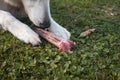 Raw meat for dog Royalty Free Stock Photo