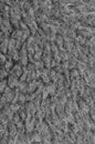 Raw Merino Sheep Wool Macro Closeup, Large Detailed Grey Textured Pattern Copy Space Background, Vertical Royalty Free Stock Photo