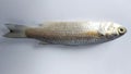 Raw milkfish isolated on white background Royalty Free Stock Photo