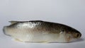 Raw milkfish isolated on white background Royalty Free Stock Photo