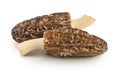 raw morel mushroom isolated on white background with full depth of field Royalty Free Stock Photo