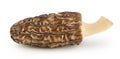 raw morel mushroom isolated on white background with full depth of field Royalty Free Stock Photo