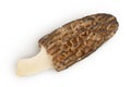 raw morel mushroom isolated on white background with full depth of field. Top view. Flat lay. Royalty Free Stock Photo