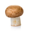 Raw mushroom champignon Royalty Free Stock Photo