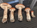 Raw mushrooms, leccinum, aspen, on a table Royalty Free Stock Photo