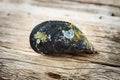Raw mussel on old wooden table Royalty Free Stock Photo