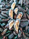 Raw Mussel shell in market