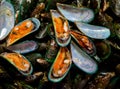 Raw Mussel shell in market,Fresh seafood in Thailand. pile green mussel for sale on the market Royalty Free Stock Photo