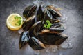 Raw Mussels with herbs lemon and dark plate background - Fresh seafood shellfish on ice in the restaurant or for sale in the Royalty Free Stock Photo