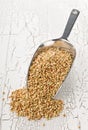 Raw, natural, uncooked buckwheat seed kernels in metal scoop