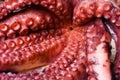 Raw Octopus Royalty Free Stock Photo