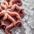 Raw Octopus on Cold Metal Surface with Melting Ice Royalty Free Stock Photo