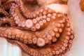 Raw octopus or cuttle fish tentacles on ice Royalty Free Stock Photo