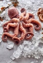 Raw Octopus with Kelp and Melting Ice Royalty Free Stock Photo