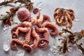 Raw Octopus with Kelp and Melting Ice Royalty Free Stock Photo