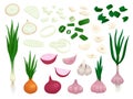 Raw onion. Half onions, vegetables slices fresh cut. Peeled garlic piece, cartoon organic green leeks. Isolated shallot