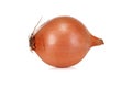 Raw onion Royalty Free Stock Photo