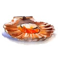 Raw open scallop, pecten, seafood, isolated, watercolor illustration, white background Royalty Free Stock Photo