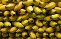 Raw Organic Batch of Bananas Ready to Eat