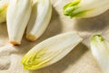 Raw Organic Belgian Endive Royalty Free Stock Photo