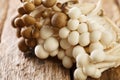 Raw Organic bunch of white and brown edible beech mushrooms or Shimeji closeup. Horizontal Royalty Free Stock Photo