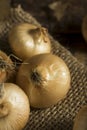 Raw Organic Cipollini Onions Royalty Free Stock Photo