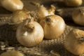 Raw Organic Cipollini Onions Royalty Free Stock Photo