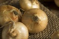 Raw Organic Cipollini Onions Royalty Free Stock Photo