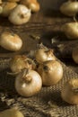 Raw Organic Cipollini Onions Royalty Free Stock Photo