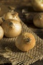 Raw Organic Cipollini Onions Royalty Free Stock Photo