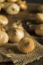 Raw Organic Cipollini Onions Royalty Free Stock Photo