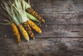 Raw Organic Corn Royalty Free Stock Photo