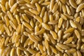 Raw Organic Dry Kamut Berries Grain Royalty Free Stock Photo