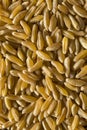 Raw Organic Dry Kamut Berries Grain Royalty Free Stock Photo