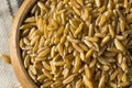 Raw Organic Dry Kamut Berries Grain Royalty Free Stock Photo