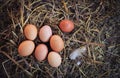 Raw organic eggs on ground from local animals chicken farm for food living life. good raw food for people concept Royalty Free Stock Photo