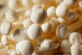 Raw Organic Enoki Mushrooms Royalty Free Stock Photo