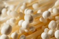 Raw Organic Enoki Mushrooms Royalty Free Stock Photo