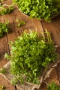 Raw Organic French Parsley Chervil Royalty Free Stock Photo