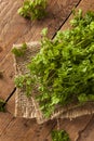 Raw Organic French Parsley Chervil Royalty Free Stock Photo