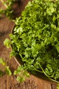 Raw Organic French Parsley Chervil Royalty Free Stock Photo