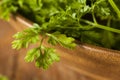 Raw Organic French Parsley Chervil Royalty Free Stock Photo