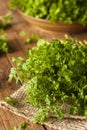 Raw Organic French Parsley Chervil Royalty Free Stock Photo