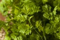 Raw Organic French Parsley Chervil Royalty Free Stock Photo