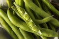 Raw Organic Fresh Green Fava Beans Royalty Free Stock Photo