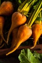 Raw Organic Golden Beets Royalty Free Stock Photo