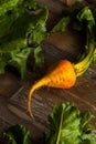 Raw Organic Golden Beets Royalty Free Stock Photo