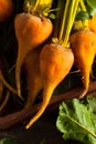 Raw Organic Golden Beets Royalty Free Stock Photo