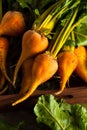 Raw Organic Golden Beets Royalty Free Stock Photo